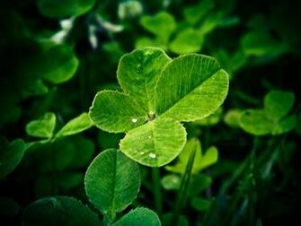 A Four Leaf Clovers By Makadjamba