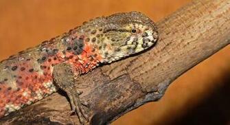 Chinese Crocodile Lizard Wallpaper Background