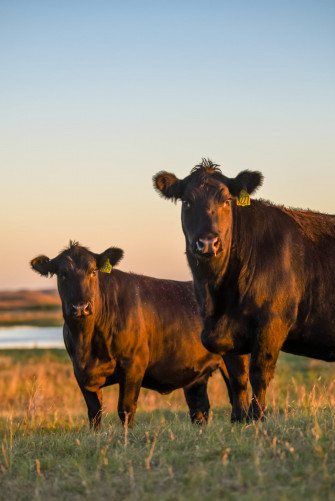 Dal Porto Livestock Anselmo Ne