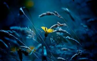 Flower HD Htc One X At T Wallpaper To Your Mobile Phone Or Tablet