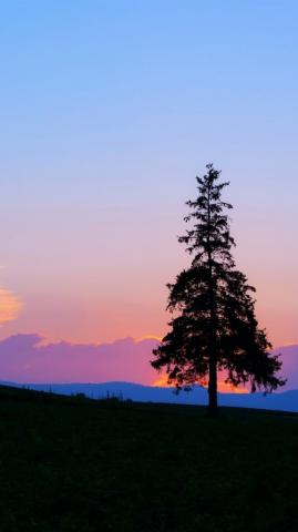 Wallpaper Evening Sunset Mountain And Tree Silhouette