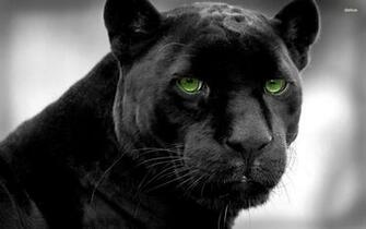 Big Cats Panthers Black And Wallpaper