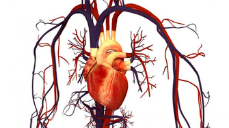Human Heart Image Clip Art On