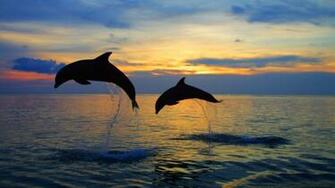 Dolphins Caribbean HD Wallpaper For Windows