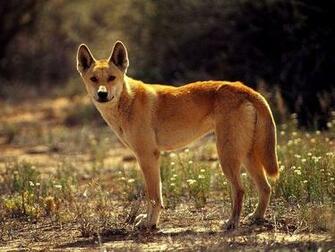 Wild Dog Pictures National Geographic