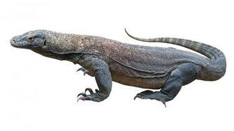 Image Gallery Komodo Dragon
