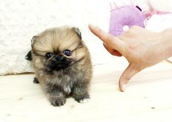 Micro Teacup Pomeranian Pom Puppy