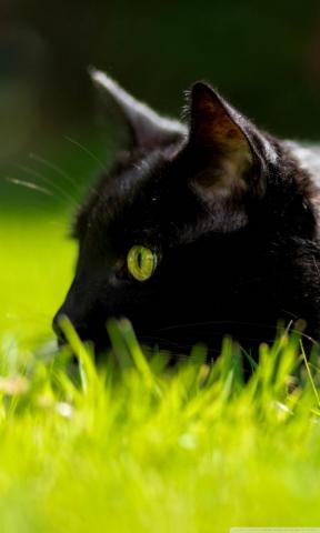 Black Cat With Green Eyes HD Wallpaper Teahub Io