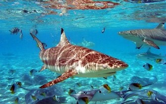 Tag Sharks Desktop Wallpaper Background Photos Pictures And
