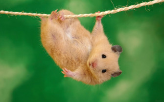 Hamster HD Wallpaper