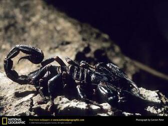 Scorpion Picture Desktop Wallpaper