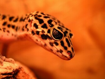 Leopard Gecko Wallpaper By Desversen