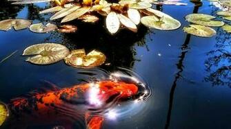Pics Photos Koi Fish Wallpaper For Desktop