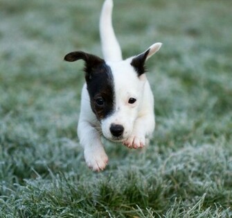 Jack Russell Wallpaper Fun Animals Wiki Videos Pictures Stories
