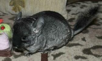 Chinchilla HD Wallpaper