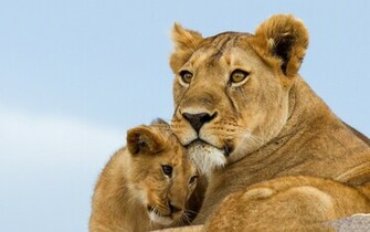 Lioness Wallpaper