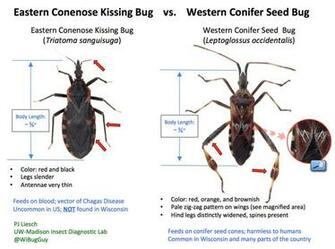 Biting Insects Insect Diagnostic Lab