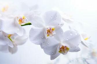White Orchid Wallpaper And Image Pictures