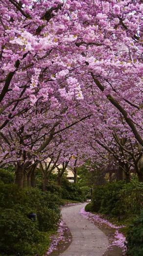 Spring iPhone Wallpaper