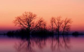 Violet Wallpaper High Definition Quality