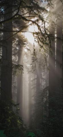 Foggy Weather With Trees iPhone Wallpaper