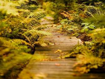 Beautiful Antumns Picture Background For Laptop Desktop Wallpaper Jpg
