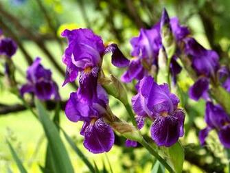 Purple Irises Wallpaper