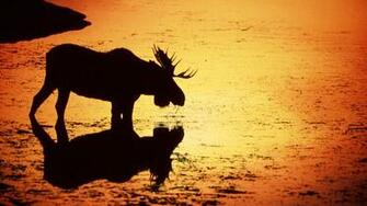 Awesome Moose Wallpaper Px HDwallsource