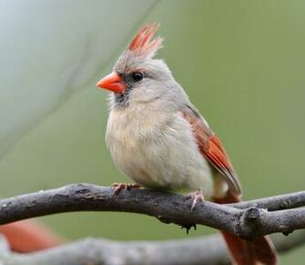 Soggy Spring Birds HD Wallpaper