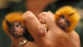 Finger Monkey S Soooo Cute Wallpaper Collection
