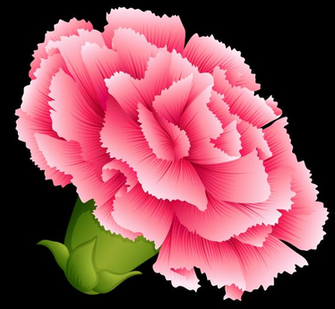 Carnation Cliparts Clip Art On
