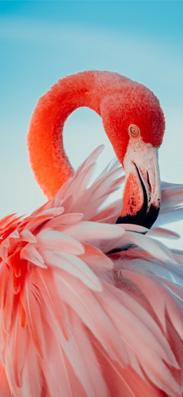 Pink Flamingo In Close Up Photography iPhone Wallpaper