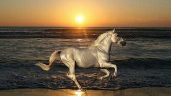Wallpaper Nature Stallion Horse Animals