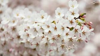 Spring Flowers HD Wallpaper BigHDwalls