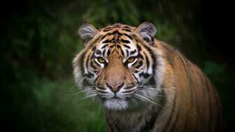 Tiger With Beautiful Eyes Widescreen Wallpaper