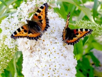Fond Ecran Papillon Wallpaper Photo N