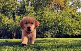 Wallpaper Of A Dog On The Grass HD Animals Jpg