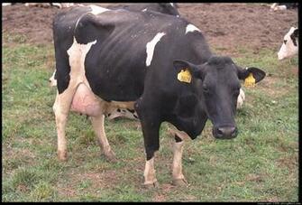 Dairy Cow