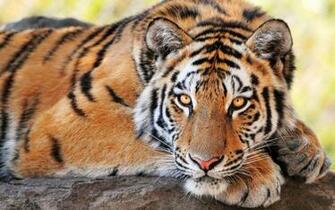 Tiger Live Wallpaper Is A Brand New App For Your Mobile