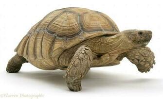 Wp17217 African Giant Tortoise Testudo Sulcata