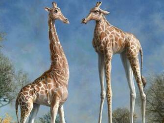 Giraffe Computer Wallpaper Desktop Background Id
