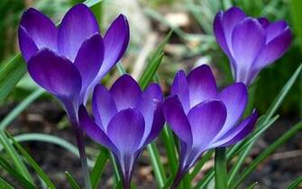 Spring Desktop Wallpaper Which Is Under The