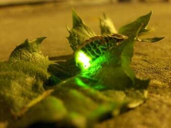 Lampyridae Lightning Bug By Cynaranettle