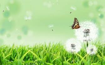 Butterfly On A Dandelion Wallpaper