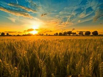Fields HD Wallpaper