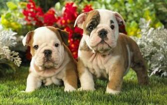 HD Anmial Wallpaper With English Bulldog Puppies Dogs