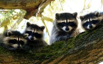 Raccoon Wallpaper