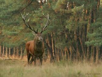 Deer Buck Wallpaper HD Background Desktop