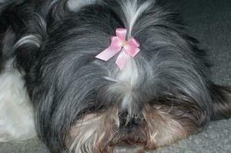 Artistic Shih Tzu In Bows Wallpaper55 Best Wallpaper For Pcs