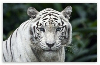 White Tiger HD Desktop Wallpaper Widescreen High Definition